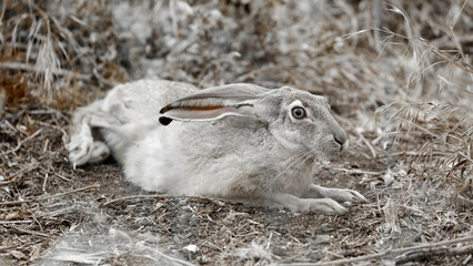 Camouflage Black-tailed Jackrabbit resting in habitat. Santa Clara County, California, USA.