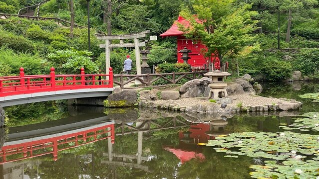 Cute little Japanese zen scenery, a park in downtown Tokyo “Sendagi” with waterlily pond and a little gat of Torii and red hut of enshrinement.   Year 2022 June 16th