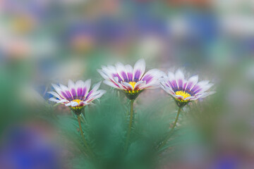 春の花壇に咲くガザニアの花　クローズアップ