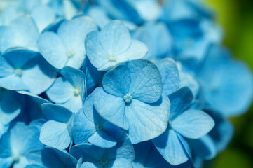 ふわっと青い紫陽花