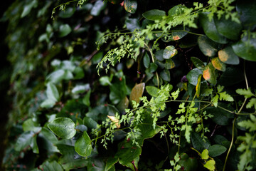 Ivy and vine-like ferns crawling on the wall 2
