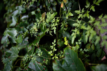 Ivy and vine-like ferns crawling on the wall