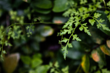 Vine-like fern leaf on dark green ivy leaves, close-up
