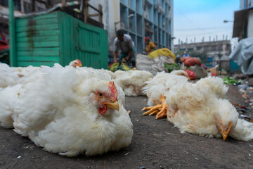 Chickens for sale at roadside, Territy bazar, Kolkata, West Bengal, India.