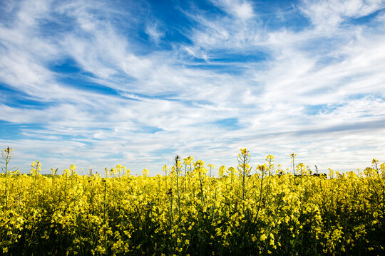 canola flowers under blue sky with white clouds