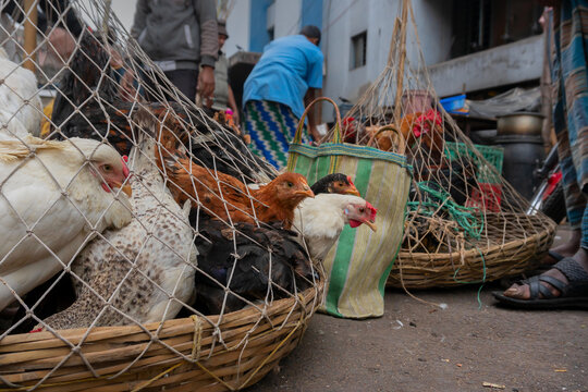 Kolkata, West Bengal, India - 16th December 2018 : Roosters, adult male chickens (Gallus gallus domesticus) put in cage, placed on road and are being offered for sale, at Territy bazar, Kolkata.
