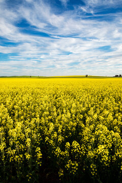 canola flowers under blue sky with white clouds vertical