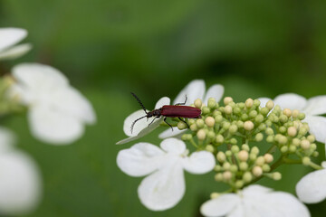 花の虫