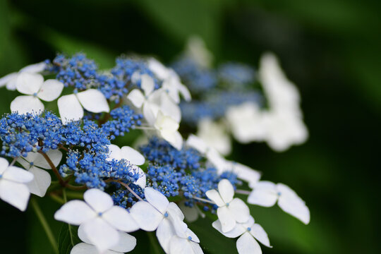 青紫色images Browse 1 957 Stock Photos Vectors And Video Adobe Stock