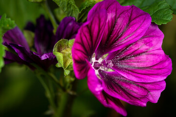 Purple Flower