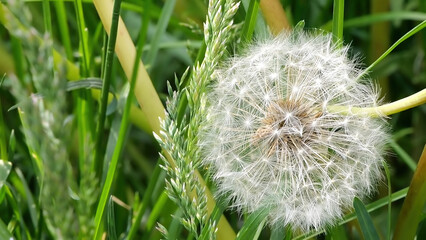 Slow motion of a Dandelion head moving with the wind on a green grass