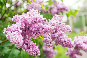 Blooming lilac bush in the garden. Spring flowers.
