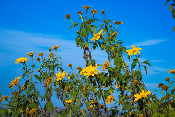 yellow flowers and sky