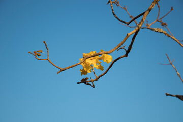 branches against blue sky