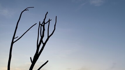 Silhouette of dry tree branches on blue sky background
