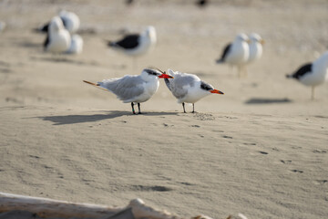Caspian tern bird and chick close up on a beach