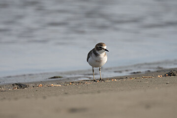 New Zealand Dotterel rare bird on a beach