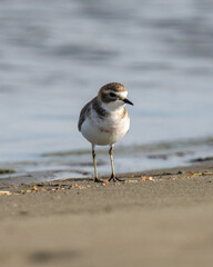 New Zealand Dotterel rare bird on a beach