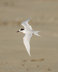 A common Tern bird in flight with blurred out sand background