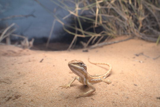 Wildcanegrass dragon (Diporiphora winneckei) on desert sand with cane grass (Zygochloa paradoxa), South Australia, Australia