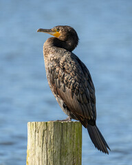 Black Shag bird by the sea in New Zealand also known as a cormorant