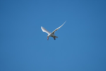 Caspian Tern bird on a blue sky background diving mid-flight