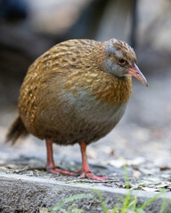 A Weka bird in New Zealand