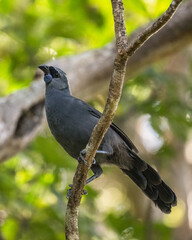 A rare Kokako bird in New Zealand