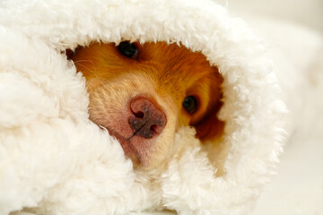 cute hovawart puppy looks out from under white blankets. Muzzle cute sleeping puppy looks out from under the blanket. postcard, sweet puppy. beige pup golden retriever