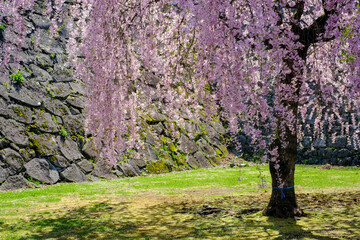Weeping cherry tree(Shidarezakura) and the stone walls at Morioka castle ruins park(Iwate Park),Iwate,Tohoku,Japan.(selective focus)