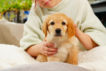 A child with a cute puppy. Girl with a golden hovawart puppy at home. cute little guard puppy. Golden Retriever pup.