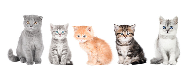 set of small kittens of gray, brown and orange colors isolated
