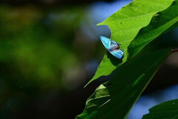 鮮やかなエメラルドグリーンに輝く美しいチョウ、オオミドリシジミ