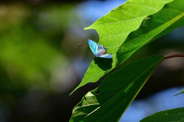鮮やかなエメラルドグリーンに輝く美しいチョウ、オオミドリシジミ