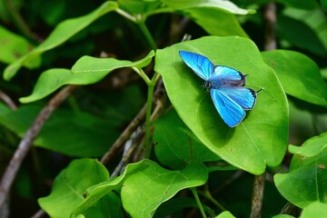 鮮やかなエメラルドグリーンに輝く美しいチョウ、オオミドリシジミ