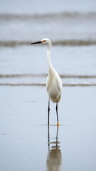 Snowy egret (Egretta thula) on the beach in Canoa, Ecuador