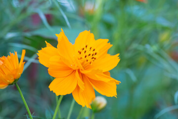 Outdoor spring blooming yellow orange yellow autumn flowers,Cosmos sulphureus Cav