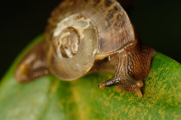 Asian Tramp Snail Bradybaena similaris