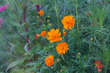 Outdoor spring blooming yellow orange yellow autumn flowers,Cosmos sulphureus Cav