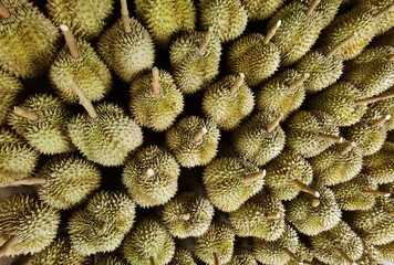 Fototapeta premium Top view of durian fruit on the floor 