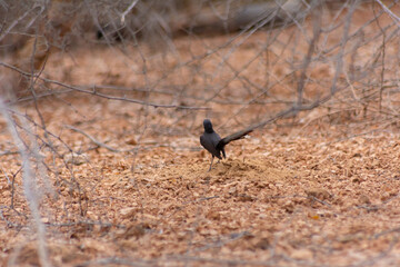 Black scrub robin