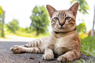 a cat on floor in garden