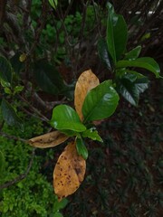 leaves on the ground