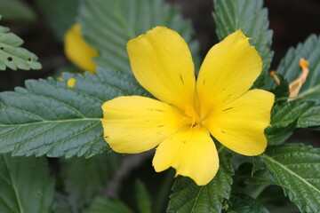 Fototapeta premium yellow flower in the garden