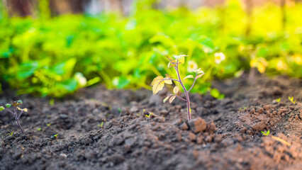 A young tomato seedling in the morning rays of the rising sun in a garden bed. Blurred background