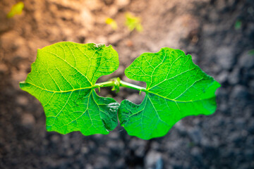Green juicy bean leaves close up top view on soil background