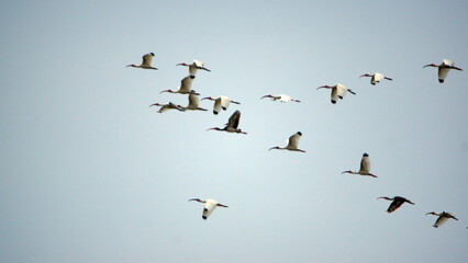Flock of American white ibis (Eudocimus albus) flying above the beach in Canoa, Ecuador