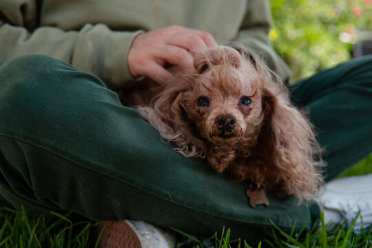 Furry brown dog on her owner's lap resting together in the garden. - Powered by Adobe