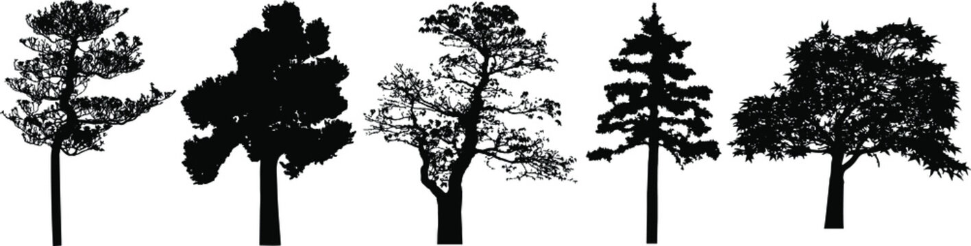 Vector silhouette of tree. Isolated eps 10.

