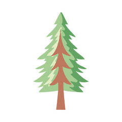 Obraz premium coniferus pine tree